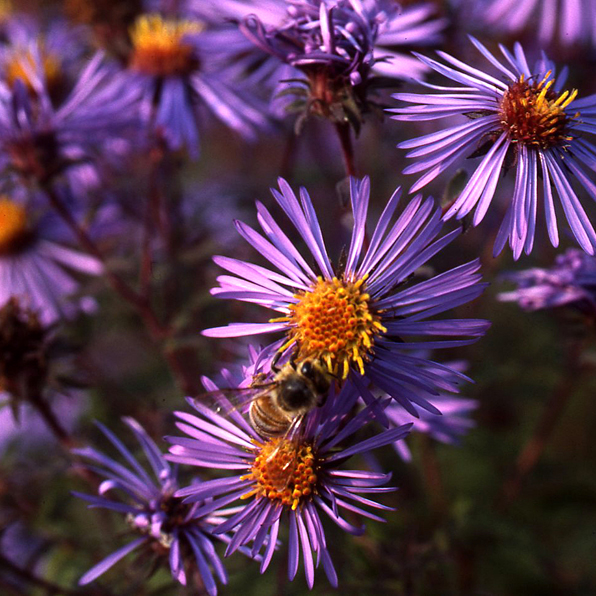 NEW ENGLAND ASTER